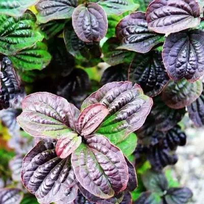 Дерен КОМПРЕССА кроваво-красный в Гомеле