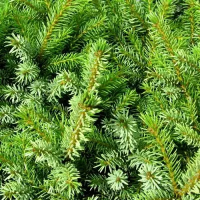 Ель НАНА сербская в Гомеле