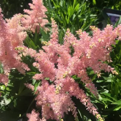 Астильба БРЕССИНГЕМ БЬЮТИ Арендса в Гомеле