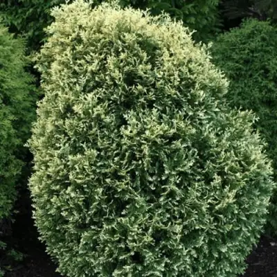 Туя ЛИТОМИШИЛ западная в Гомеле