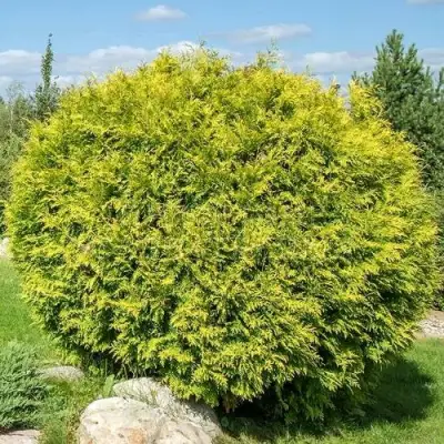 Туя ГОЛДЕН ГЛОБ западная в Гомеле