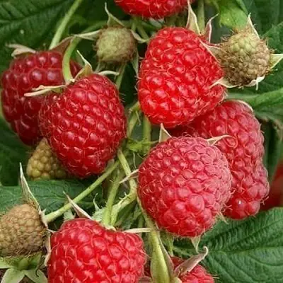 Малина ГЛЕН АМПЛ в Гомеле