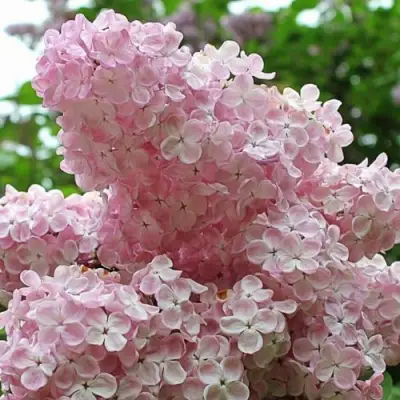 Сирень ВЕЧЕРНИЙ ЗВОН в Гомеле