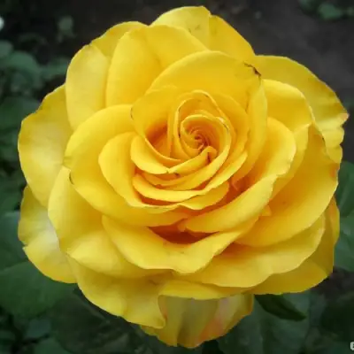 Роза КЕРИО чайно-гибридная в Гомеле