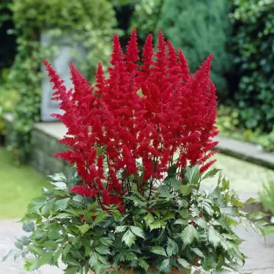 Астильба СПАРТАН Арендса в Гомеле