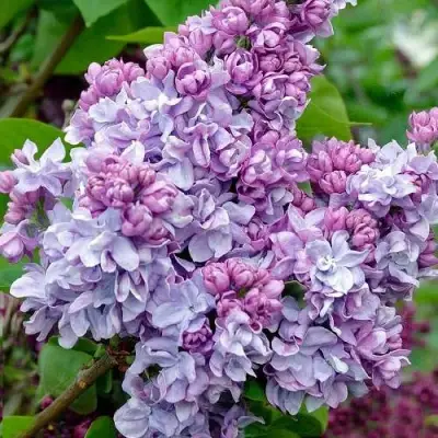 Сирень КАТЕРИНА ХАВЕМЕЙЕР в Гомеле