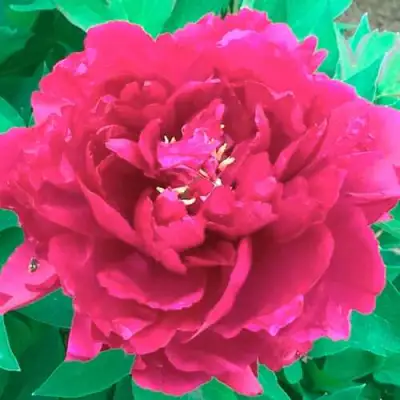 Пион ОСТРОВНОЙ МИНИСТР древовидный в Гомеле