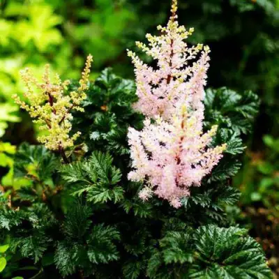 Астильба ЛИЛИПУТ курчавая в Гомеле