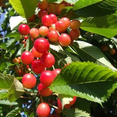 Черешня БРЯНСКАЯ РОЗОВАЯ в Гомеле