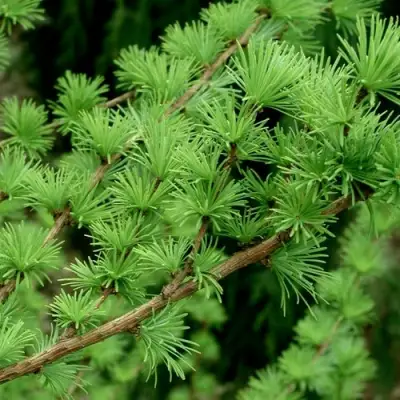 Лиственница европейская в Гомеле