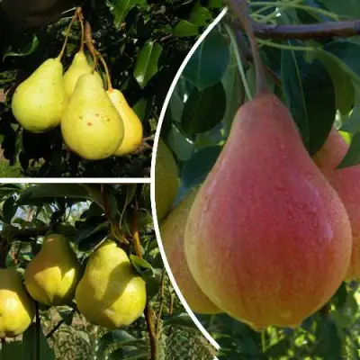 Комплект ТРИ ГРАЦИИ в Гомеле