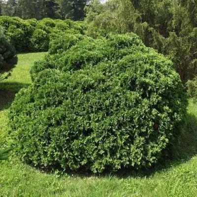 Туя УМБРАКУЛИФЕРА западная в Гомеле