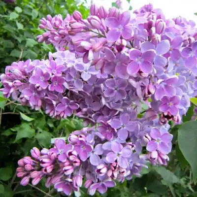 Сирень ОЛЯ в Гомеле