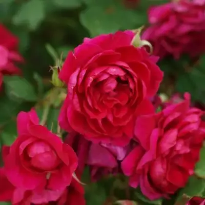 саженцы розы Квадра