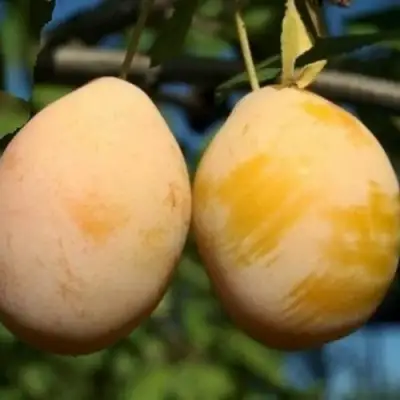 Слива ВАШИНГТОН в Гомеле