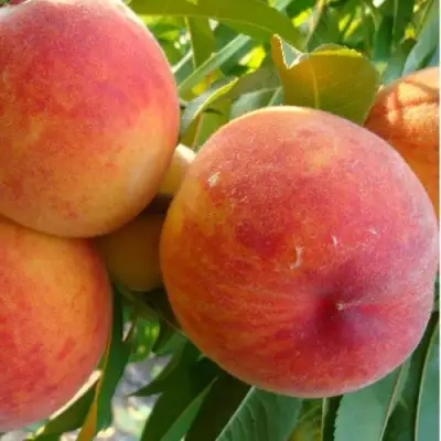 Персик ДИВНЫЙ в Гомеле