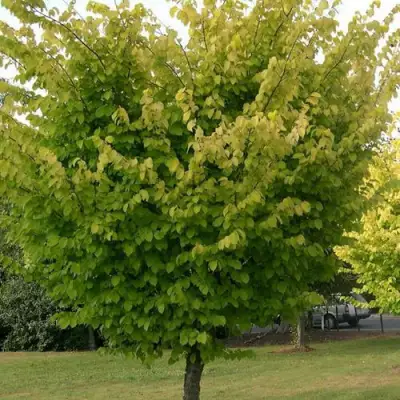 Вяз обыкновенный в Гомеле