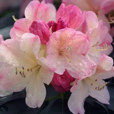 Рододендрон ПЕРСИ ВАЙСМАН в Гомеле