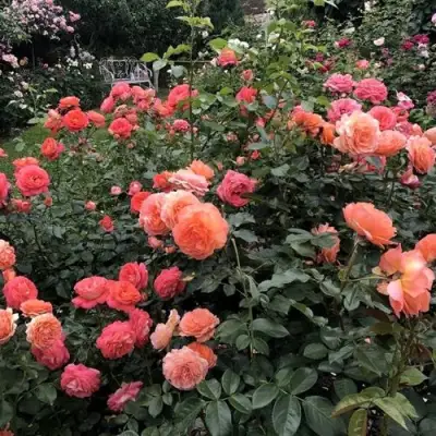 Роза БЕЛЬВЕДЕР шраб в Гомеле