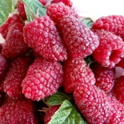 Малина КАСКАД ДЕЛАЙТ в Гомеле