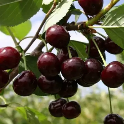 Вишня СВЕРДЛОВЧАНКА степная в Гомеле