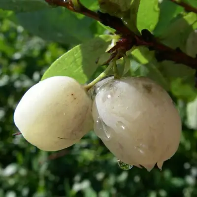 Голубика СНЕГУРОЧКА в Гомеле