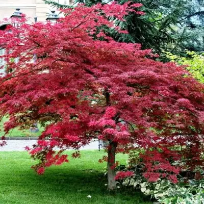 Клен пальмолистный в Гомеле