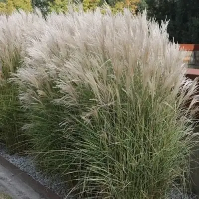 Мискантус КЛЯЙН СИЛЬБЕРСПАЙН китайский  в Гомеле