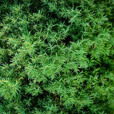 Туя ТЕДДИ западная в Гомеле