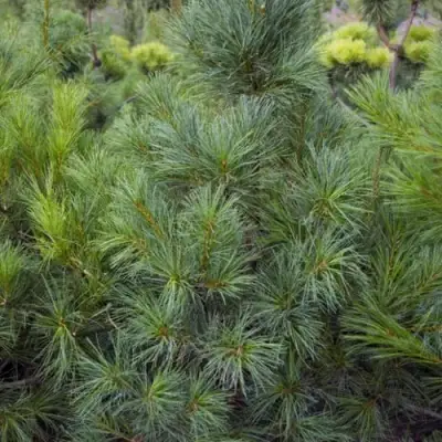 Сосна АРМАНДИ в Гомеле