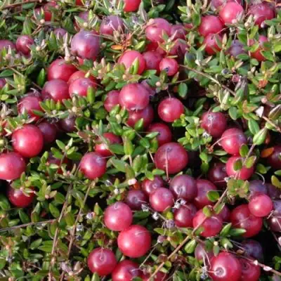 Клюква БЕН ЛИР в Гомеле