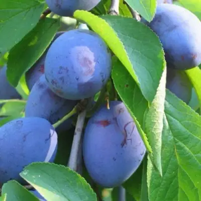 Слива ПЕРДРИГОН в Гомеле