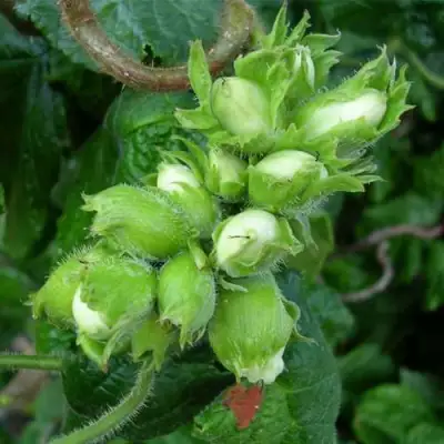 Фундук ВЕББА ЦЕННЫЙ в Гомеле