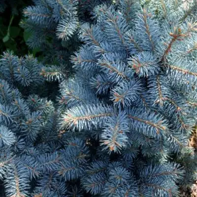 Ель МАДЖЕСТИК БЛЮ колючая в Гомеле