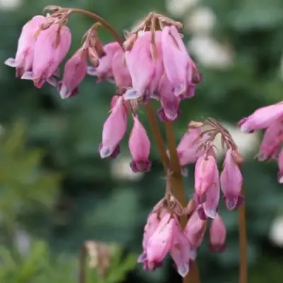 Дицентра изящная в Гомеле