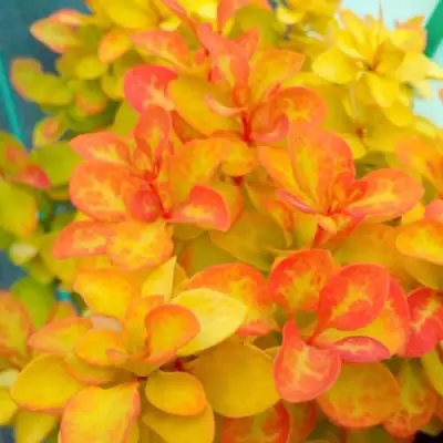 Барбарис САММЕР САНСЕТ тунберга в Гомеле