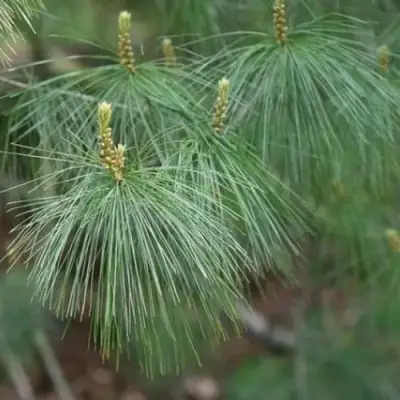 Сосна АРМАНДИ в Гомеле