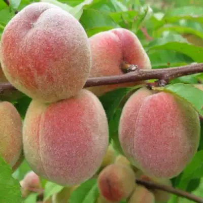 Персик ЕЛГАВСКИЙ в Гомеле