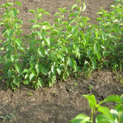 Подвой Антипка