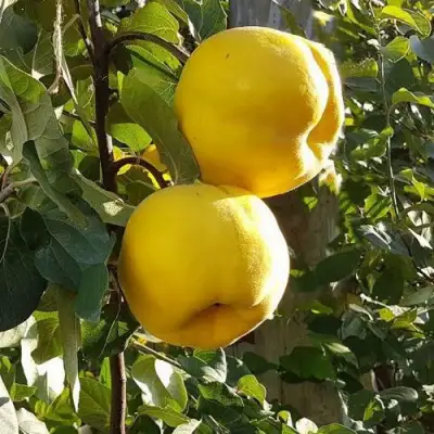 Айва МАРИЯ в Гомеле