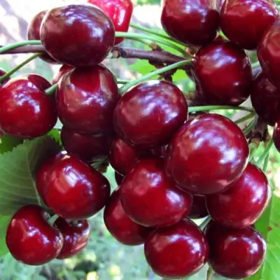 Вишня ЖУКОВСКАЯ в Гомеле