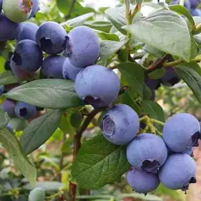 Голубика ХАРРИСОН в Гомеле