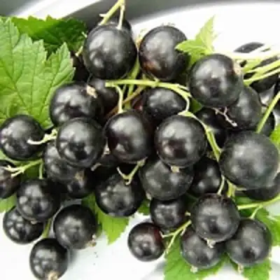 Смородина чёрная ТИТАНИЯ в Гомеле