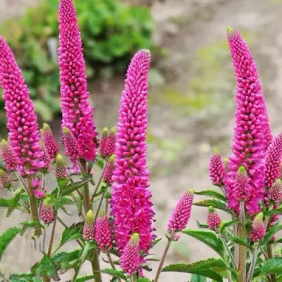 Вероника ФЕРСТ ЛАВ длиннолистная в Гомеле