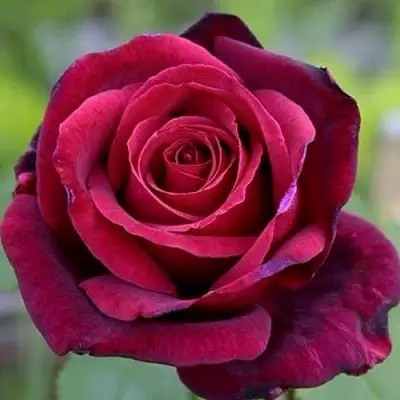 Роза ПАПА МЕЙЯН чайно-гибридная в Гомеле