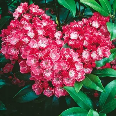 Кальмия КАРДИНАЛ в Гомеле