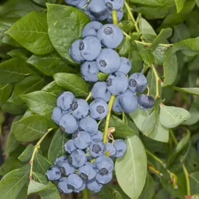 Голубика ЛИБЕРТИ в Гомеле