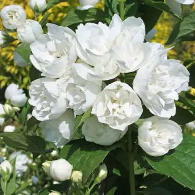 Жасмин махровый в Гомеле