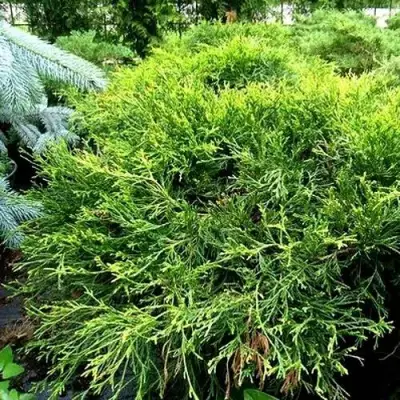 Кипарисовик ФИЛИФЕРА АУРЕА ВАРИЕГАТТА горохоплодный в Гомеле