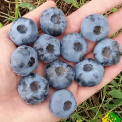 Голубика ЧАНДЛЕР в Гомеле